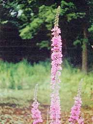 purple loosestrife