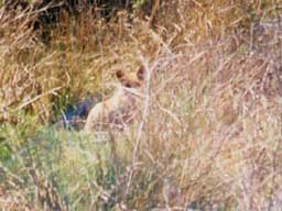 fox by Fox Pond