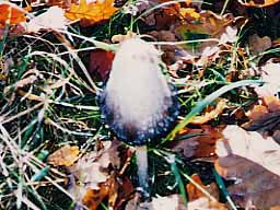 shaggy ink cap
