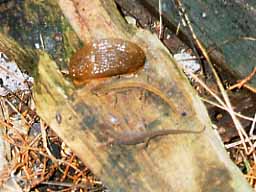 slug + 2 common lizards