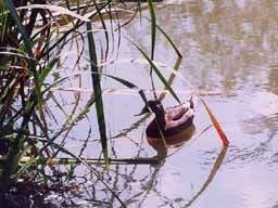 mallard on Willow Pond