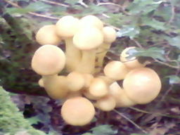 sulphur tufts