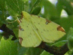 brimstone moth