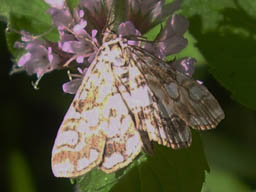 brown china mark moth