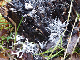 candlesnuff (stag's horn) fungus