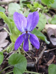 common dog violet