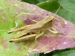 common field grasshopper