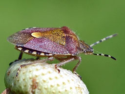 hairy shield bug