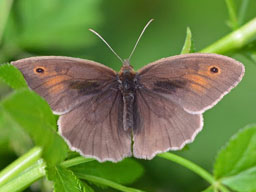 meadow brown butterfly
