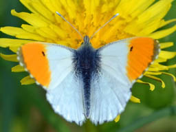 orange tip (male)