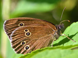 ringlet butterfly