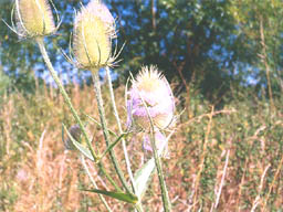 common teasel