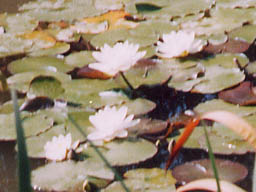 white water-lilies in Willow Pond