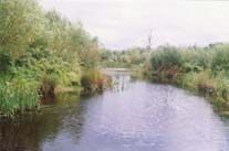 Willow Pond, Noak Bridge Nature Reserve