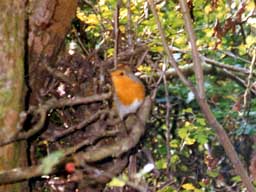 robin (male)