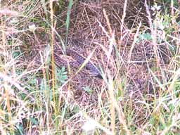 adder in long grass