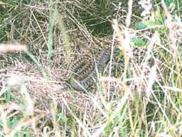 adder in grass