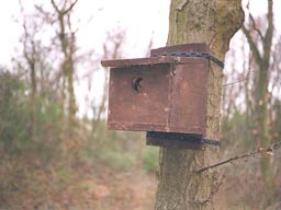 nesting box