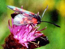 burnet moth