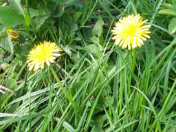 dandelion