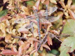 emperor dragonfly