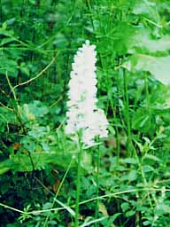 common spotted orchid