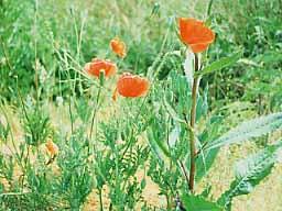 common red poppies