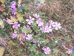 common mallow