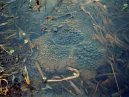 frogspawn