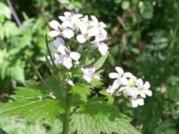 garlic mustard