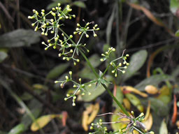 hedge bedstraw