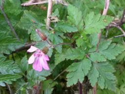 herb robert