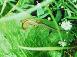 common lizard