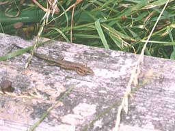 common lizard