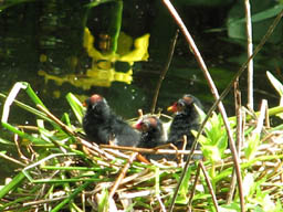 moorhens on Puckles Pond
