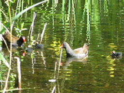 moorhens on Puckles Pond