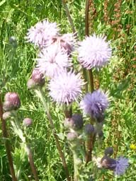 creeping thistle