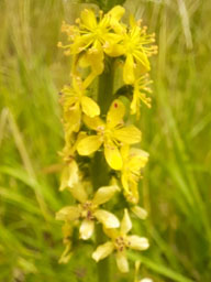 agrimony