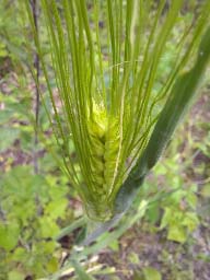 barley