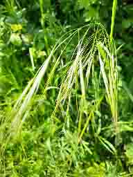 barren brome