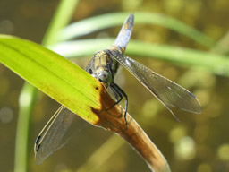 black-tailed skimmer - female?