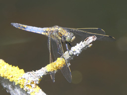 black-tailed skimmer - male?