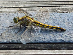 female black-tailed skimmer