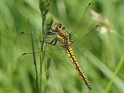 female black-tailed-skimmer