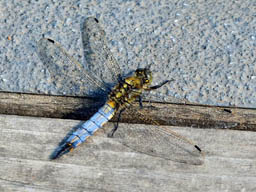 male black-tailed skimmer