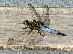 male black-tailed skimmer