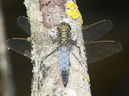 male black-tailed skimmer