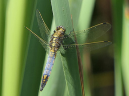 male black-tailed skimmer