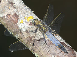 male black-tailed-skimmer