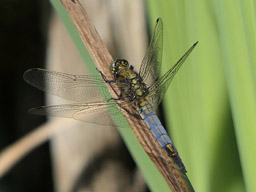 male black-tailed skimmer